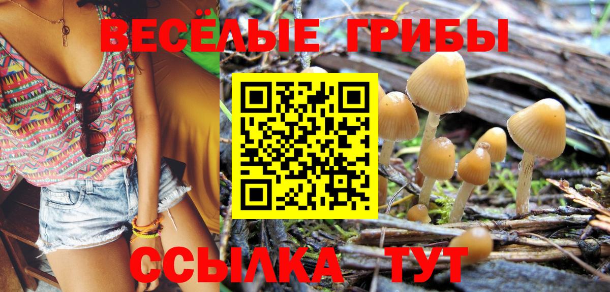 Псилоцибиновые грибы Psilocybe Назрань